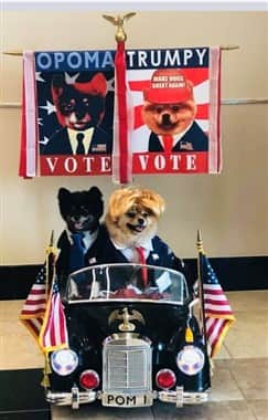 Pomeranians in president costumes