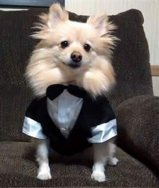 dog James Bond costume