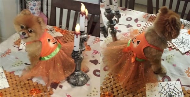 Pumpkin Princess Halloween costume for dog