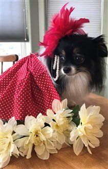 Pom in Derby dog costume for Halloween