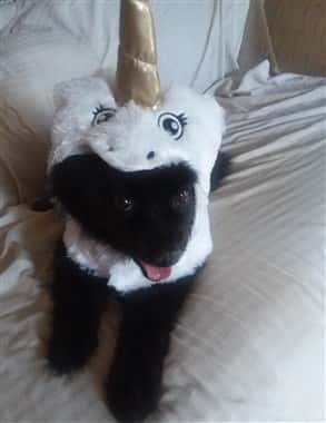 Pomeranian unicorn costume