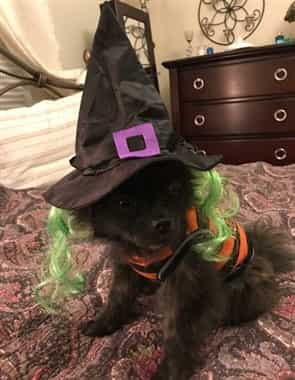 halloween-witch-costume-for-dog