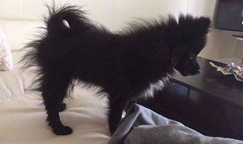 minor case of puppy uglies, Pomeranian