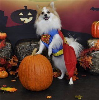 Pomeranian superman costume for Halloween