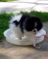 Pomeranian bath outside