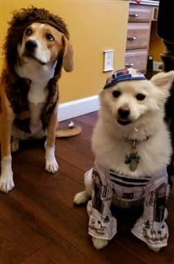 dog Star Wars costume
