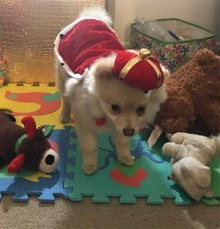 Pomeranian in King costume