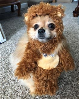Pom in ewok, bear costume