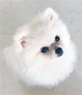 4 month old Pomeranian puppy