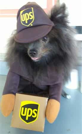 Pomeranian as UPS Delivery Pom
