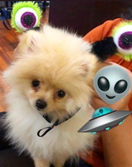 Pomeranian alien costume