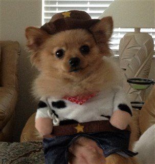 Pom cowboy costume for Halloween