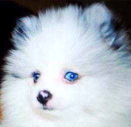 Pomeranian with spotted merle nose color
