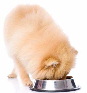 Pomeranian eating from stainless steel bowl