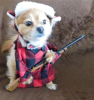 Hunter costume for small dog