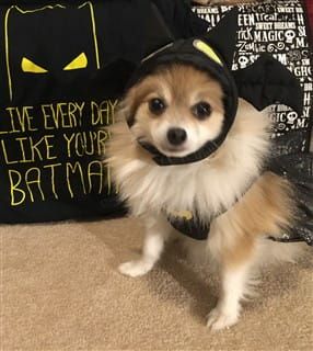 Pom in batman or batgirl costume