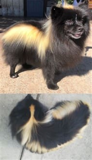 Pomeranian as skunk