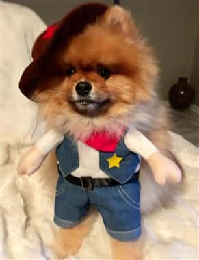Pomeranian dog cowboy costume