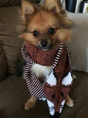 Pomeranian wearing a scarf