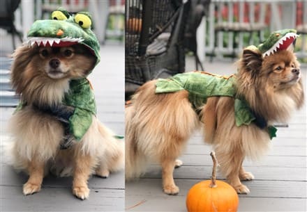 Pomeranian alligator Halloween costume