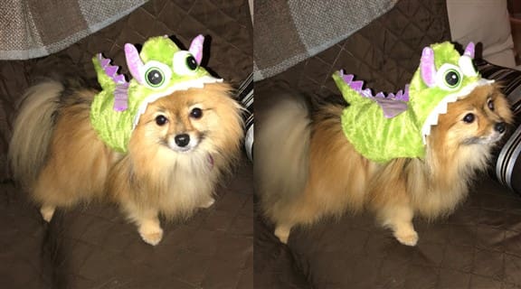Pomeranian dragon costume