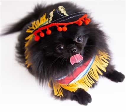 Pomeranian Mexican costume