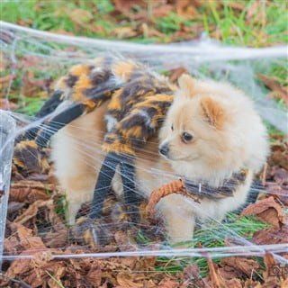 cute spider costume for dog