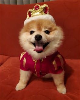 Pomeranian king costume