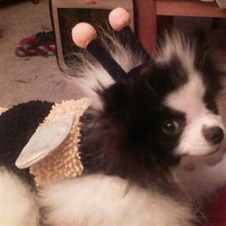 bee costume for dog, Pomeranian