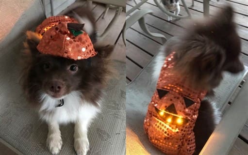 light up pumpkin costume for dog
