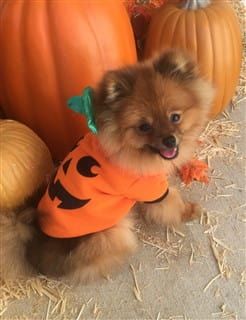 Pomeranian pumpkin costume