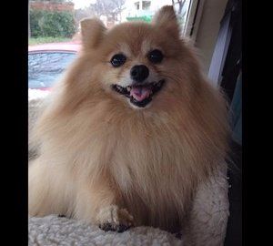 Light orange colored Pomeranian