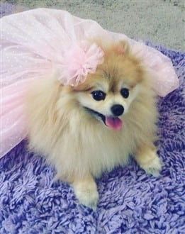 Pomeranian flower girl costume