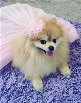 The 2017 Pomeranian Halloween Costume Contest | PetPom