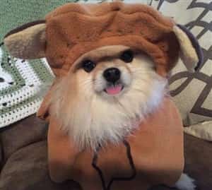 Pomeranian in Ewok costume