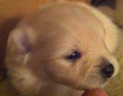 5 week old Pomeranian puppy