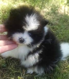5 week old Pomeranian puppy, black and white