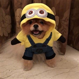 minion costume on Pomeranian dog