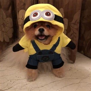 The 2017 Pomeranian Halloween Costume Contest | PetPom