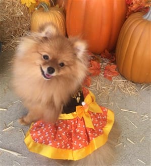 Pomeranian Halloween dress