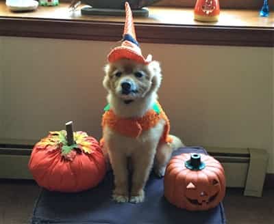 rescued Pomeranian in Halloween costume