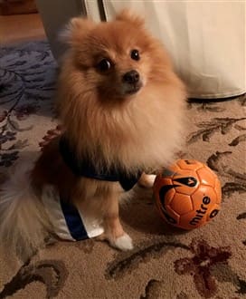 Pomeranian soccer player costume