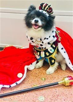 King costume for Pomeranian
