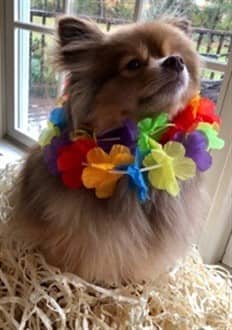 Pomeranian hula girl costume