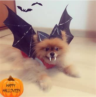 Pomeranian bat costume