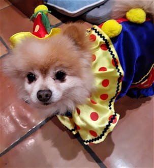 Pomeranian clown costume