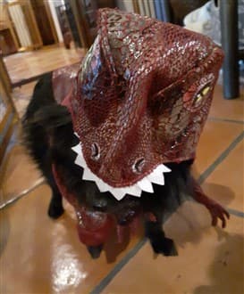 Pomeranian dinosaur costume
