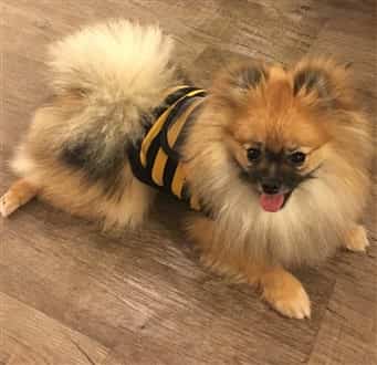Pomeranian in bee costume
