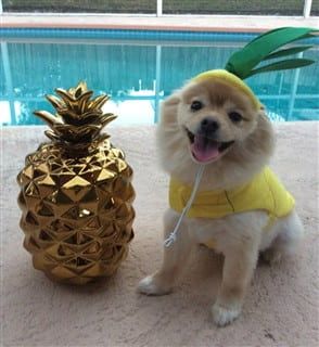 dog pineapple costume