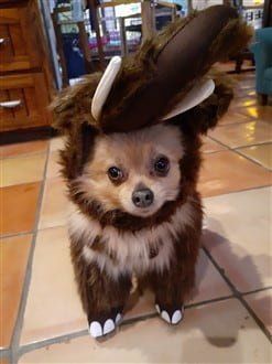 Pomeranian wooly mammoth costume